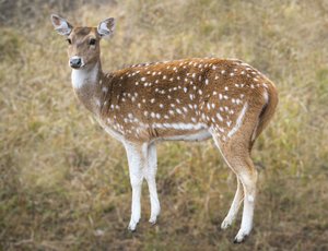 Image 9